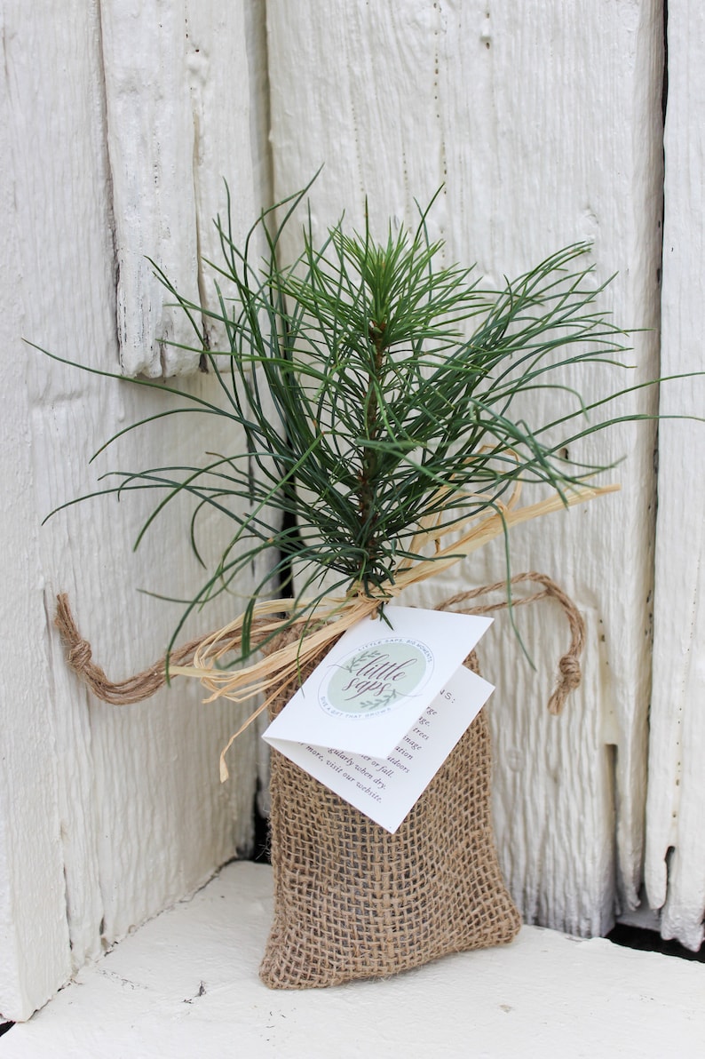 Your Loved One Gift Tree Memorial Gift Tree Sympathy Gift Tree Plant in Memory of Your Loved One Burlap Sack