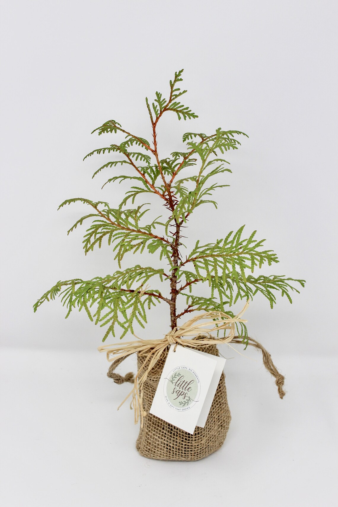 Planting New Roots Gift Tree Housewarming Gift Etsy