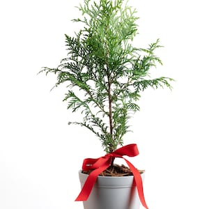 May include: A small evergreen conifer tree with vibrant green, needle-like foliage planted in a smooth, light gray ceramic pot. A bright red satin ribbon is tied in a bow around the base of the tree trunk, resting against the top of the pot.