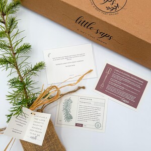 Pu&ograve; includere: Un set regalo con un piccolo abete di Douglas in un sacco di iuta, accompagnato da istruzioni per la cura e una scheda. Il set &egrave; presentato in una scatola di cartone marrone con le parole "little saps" e "give a gift that grows".