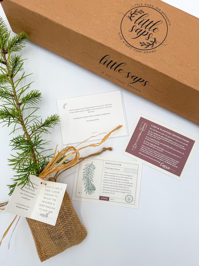 Pu&ograve; includere: Un set regalo con un piccolo abete di Douglas in un sacco di iuta, accompagnato da istruzioni per la cura e una scheda. Il set &egrave; presentato in una scatola di cartone marrone con le parole "little saps" e "give a gift that grows".