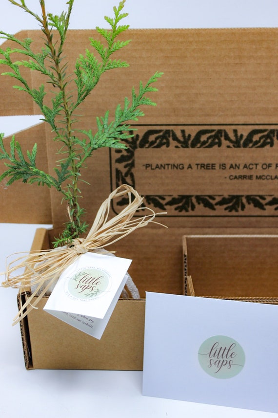 Survivor Tree” seedlings gifted to honor Tree of Life