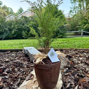 Live Evergreen Sapling, Housewarming Gift, Planting New Roots Tree immagine 10