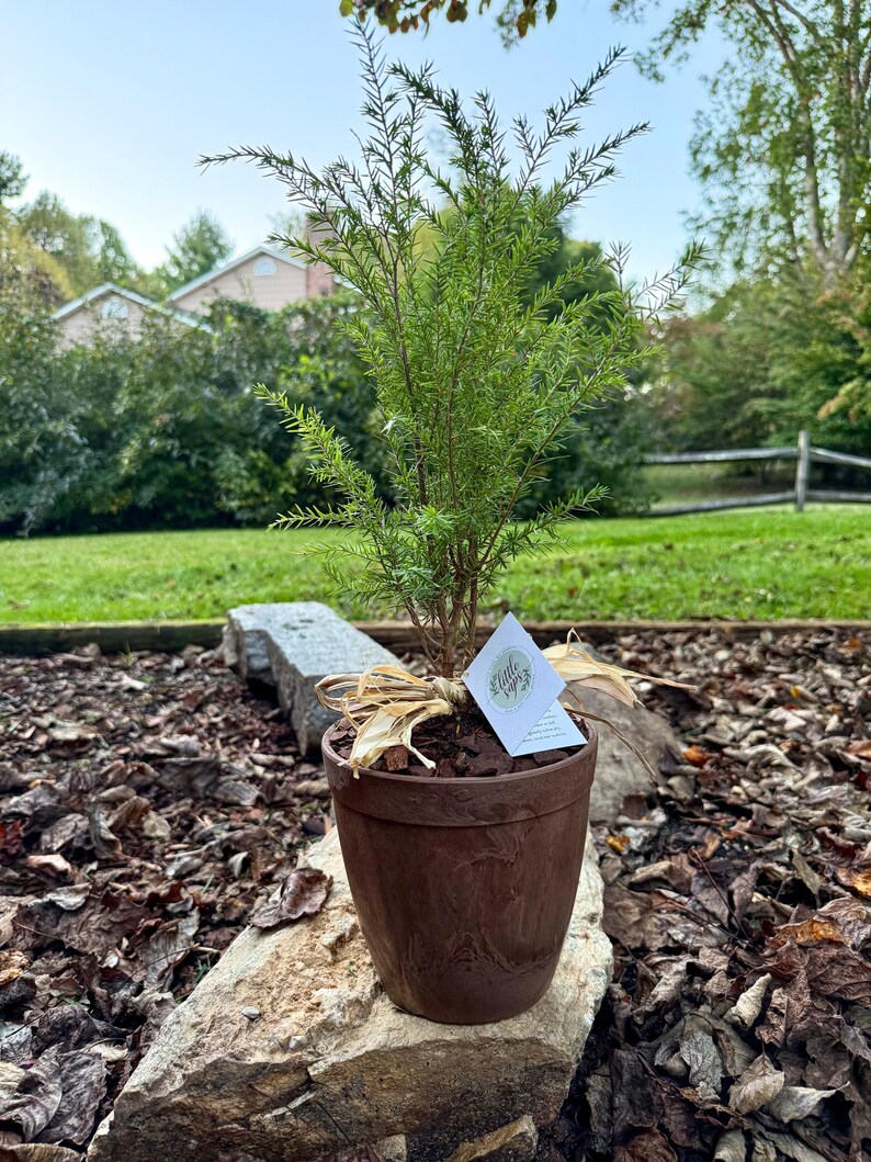 Live Evergreen Sapling, Housewarming Gift, Planting New Roots Tree immagine 10