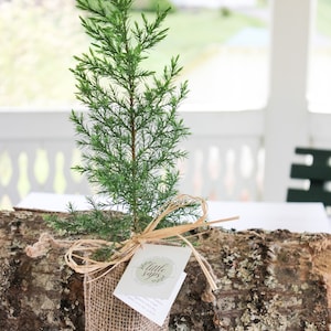 Your Loved One Gift Tree Memorial Gift Tree Sympathy Gift Tree Plant in Memory of Your Loved One image 1