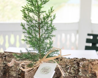 Your Loved One Gift Tree | Memorial Gift Tree | Sympathy Gift Tree | Plant in Memory of Your Loved One