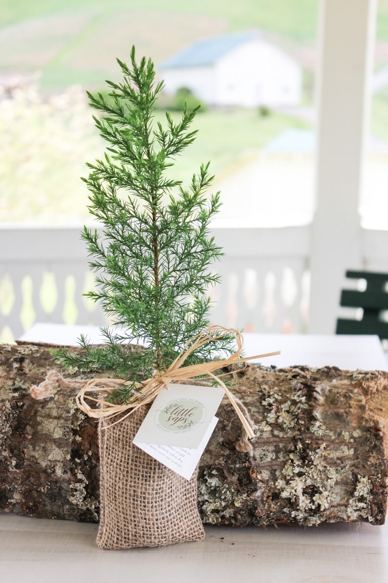 Your Loved One Gift Tree Memorial Gift Tree Sympathy Gift Tree Plant in Memory of Your Loved One image 1