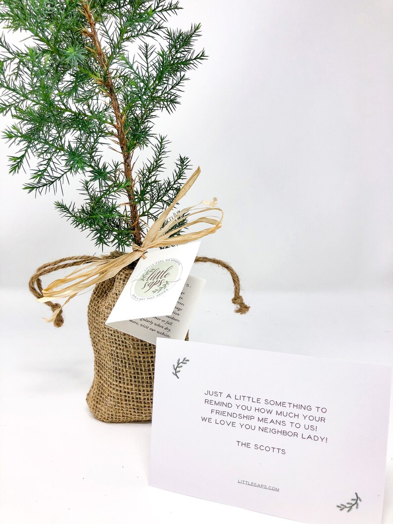 Pu&ograve; includere: Un piccolo albero sempreverde in un sacco di juta, legato con rafia e un'etichetta. Un biglietto bianco con il testo: "Solo un piccolo pensiero per ricordarti quanto conta la tua amicizia per noi! Ti vogliamo bene vicina!"