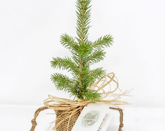 5th Anniversary Gift, Evergreen Tree Sapling, Wood Anniversary