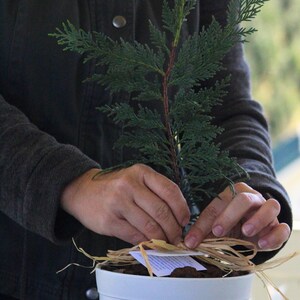 Pu&ograve; includere: Un piccolo albero sempreverde in un vaso bianco. L'albero ha aghi verdi e un fusto marrone rossiccio. Il vaso &egrave; decorato con rafia e una piccola etichetta. Le mani di una persona sono visibili mentre legano la rafia attorno al vaso.