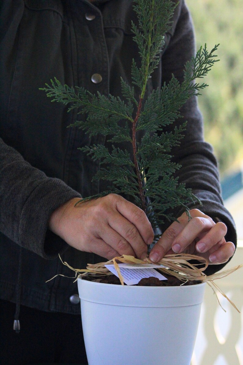 Pu&ograve; includere: Un piccolo albero sempreverde in un vaso bianco. L'albero ha aghi verdi e un fusto marrone rossiccio. Il vaso &egrave; decorato con rafia e una piccola etichetta. Le mani di una persona sono visibili mentre legano la rafia attorno al vaso.