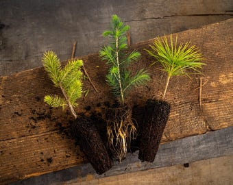 Recuerdos de boda con retoños de árboles de hoja perenne vivos, regalos para fiestas y celebraciones que se pueden plantar