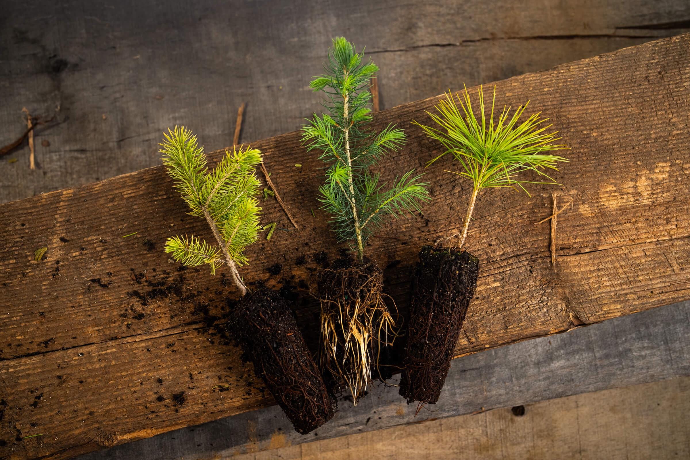 Live Evergreen Sapling Favors