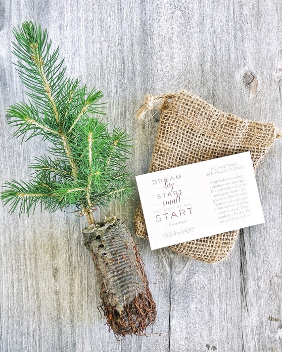 12 DIY Tree Seedling Favors Wedding ...