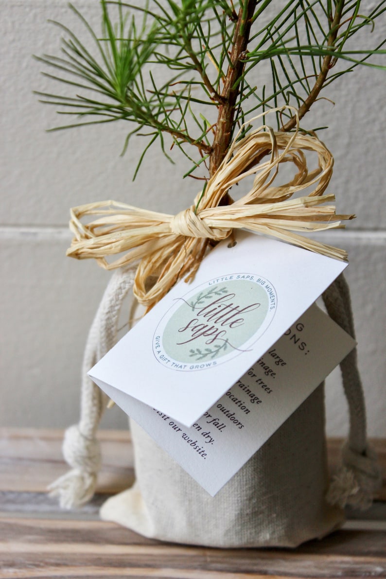 Árbol joven de hoja perenne, árbol conmemorativo, regalo de condolencia, en memoria de un ser querido. Cotton Linen Sack