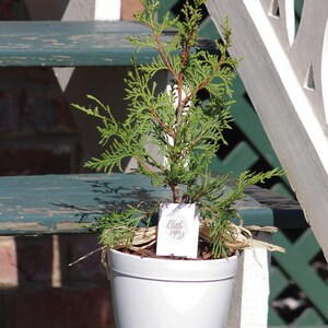 Pu&ograve; includere: Un piccolo albero sempreverde in un vaso di ceramica bianco. L'albero ha un fogliame verde vibrante e un tronco marrone rossiccio. &Egrave; attaccata una piccola etichetta con il testo "Little Saps". Il vaso &egrave; su una superficie di legno verniciata di verde acqua.