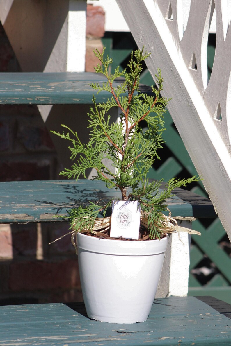 Pu&ograve; includere: Un piccolo albero sempreverde in un vaso di ceramica bianco. L'albero ha un fogliame verde vibrante e un tronco marrone rossiccio. &Egrave; attaccata una piccola etichetta con il testo "Little Saps". Il vaso &egrave; su una superficie di legno verniciata di verde acqua.