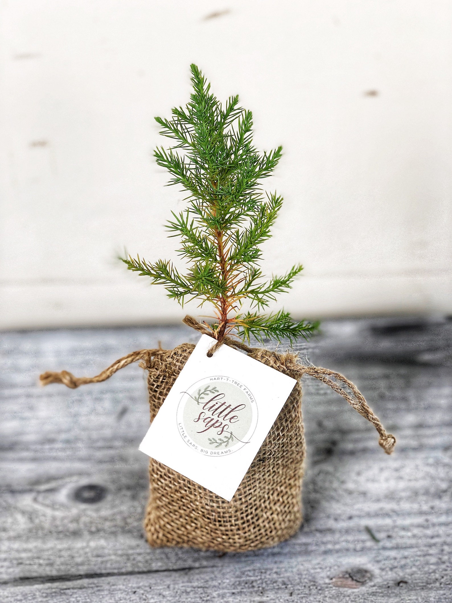 12 DIY Tree Seedling Favors Wedding Favors Party Favors Etsy