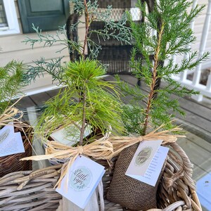Live Evergreen Sapling, Housewarming Gift, Planting New Roots Tree immagine 2