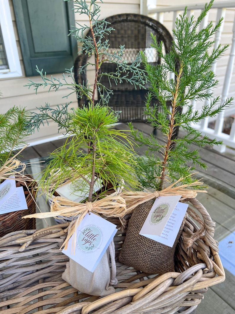 Live Evergreen Sapling, Housewarming Gift, Planting New Roots Tree immagine 2