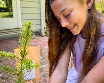 Árbol joven de hoja perenne, regalo de inauguración de casa, plantando nuevas raíces