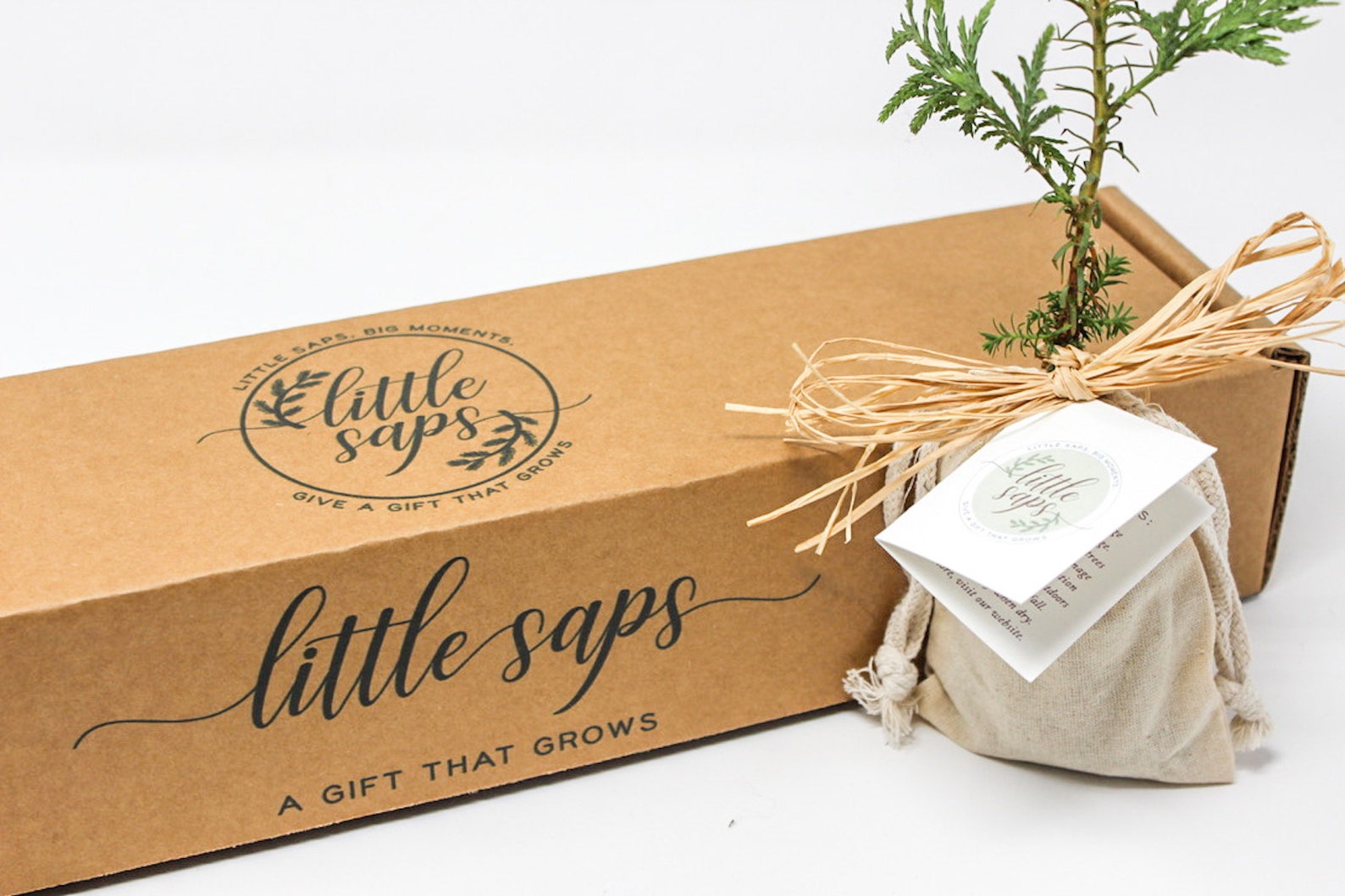 Planting New Roots Gift Tree Housewarming Gift Etsy