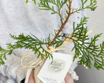 All Things Grow with Love Gift Tree | Wedding Gift | Anniversary Gift | Engagement Gift | New Baby Gift | Earth Friendly Gift