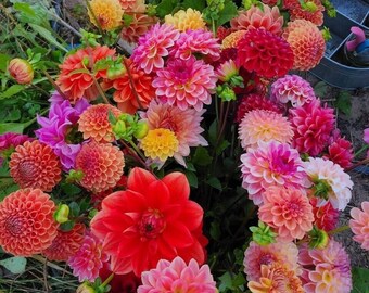 Dahlia Tuber Mix lot of assorted tubers bulk cut flower varieties