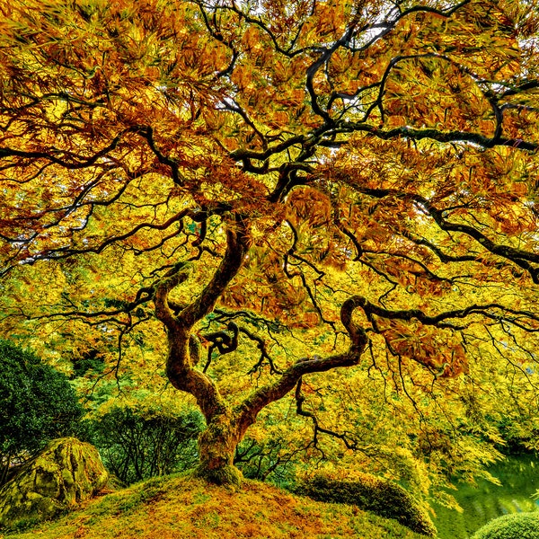 Tree of Life ~ Gorgeous Japanese Maple Tree Photo, Nat Geographic Quality Print, Home or Office Wall Art, Great Gift, Harv Greenberg Photos