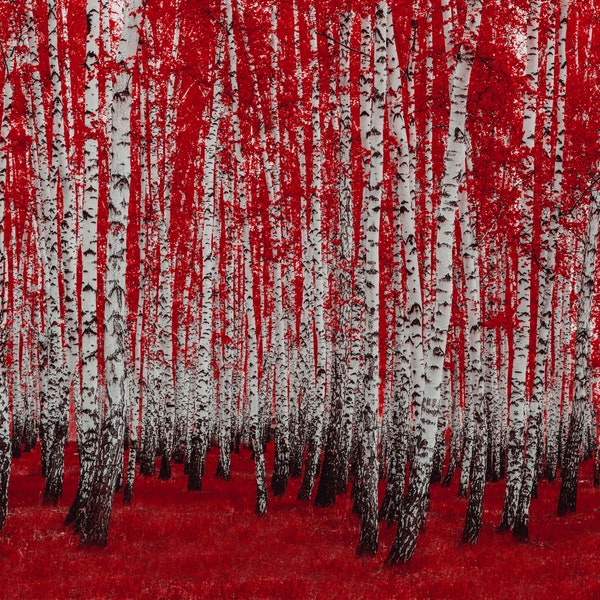 Birch Trees Wall Art Etsy