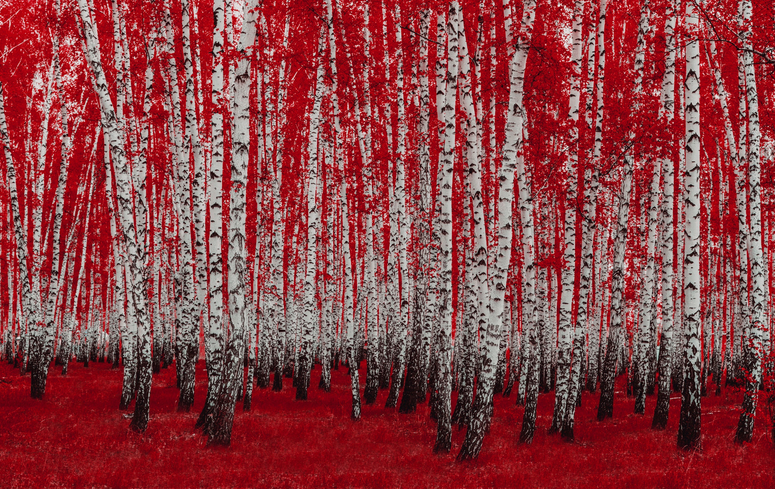 Rouge Autumn Photos of Birch Trees Aspen Photo Red Leaves Etsy