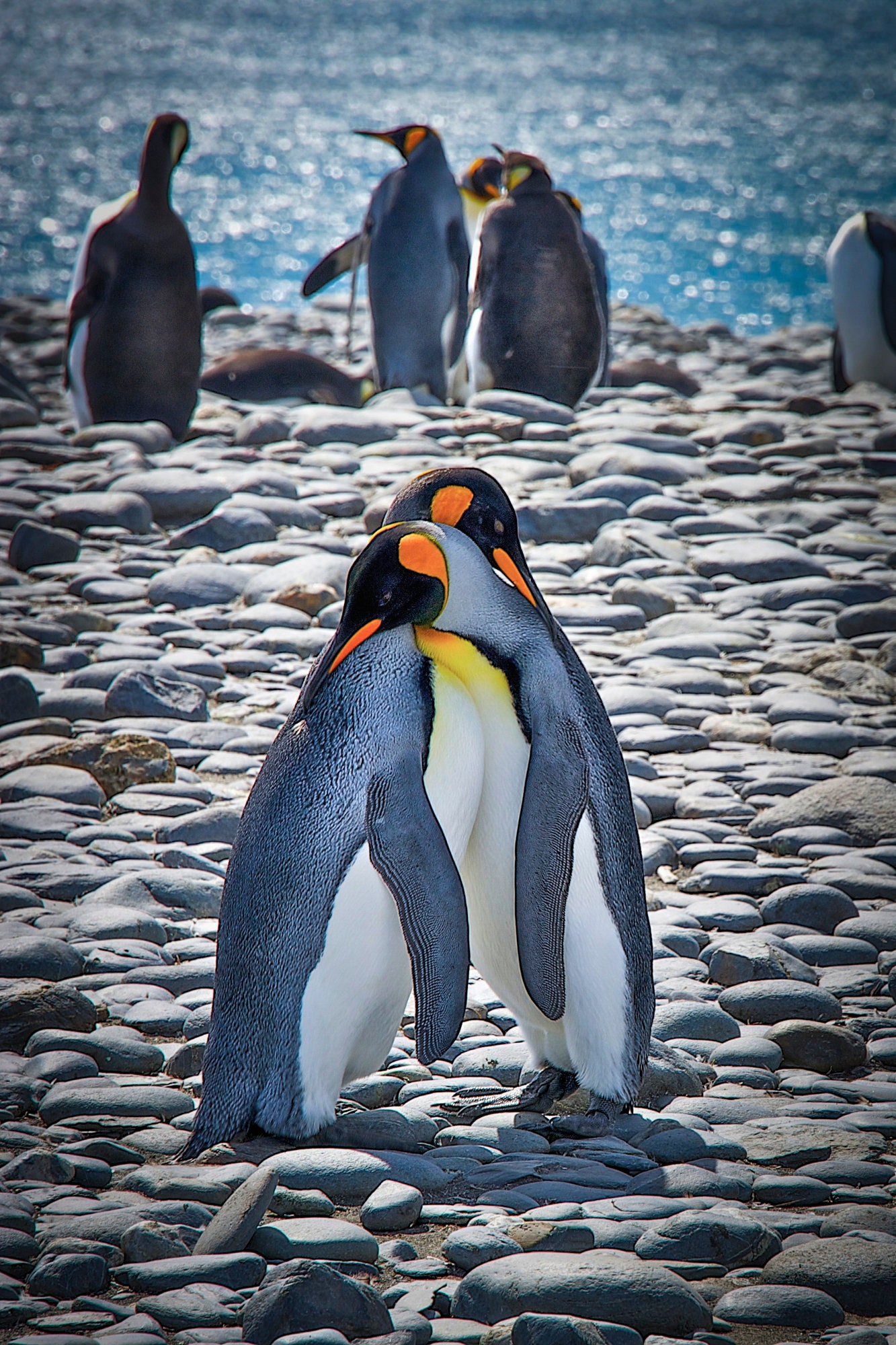 Moment of Penguin
