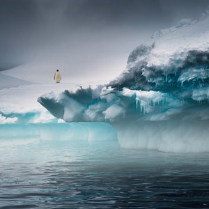 The Sentinel ~ Lone Emperor Penguin Photo, Beautiful Antarctica Iceberg Photo, Great Gift, Home Office Wall Art, Harv Greenberg Photos