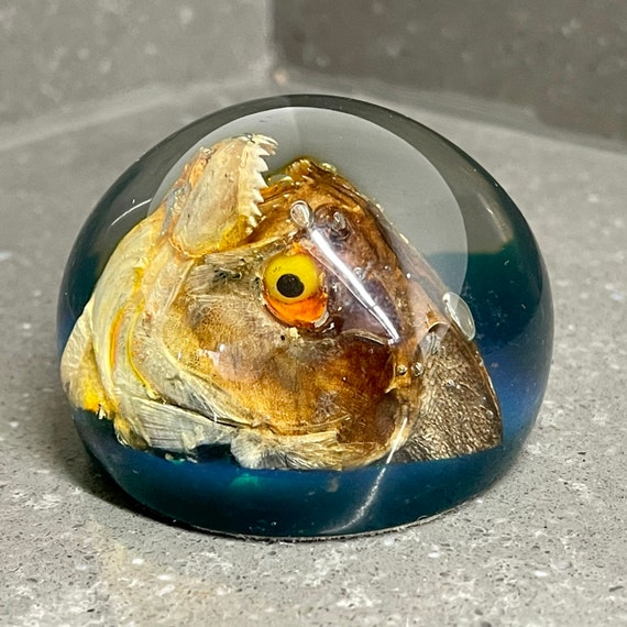 Vintage Taxidermy Piranha Head Paperweight - Etsy