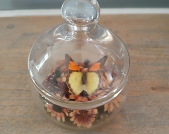 Dried  butterfly art in glass jar vintage