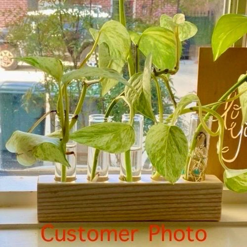 BEST SELLER! Wood Propagation Station - Five Glass Tubes - Bud Vase image 5