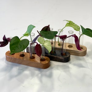 May include: Five wooden plant stands with glass test tubes holding various green and purple plants. The stands are in a row, with the first stand being the smallest and the last stand being the largest.