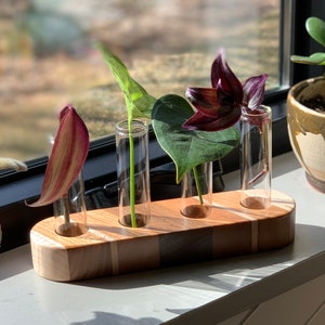 May include: Wooden planter with four clear glass test tubes, each holding a different type of leafy plant. The planter is made of light and dark wood and has a natural finish.