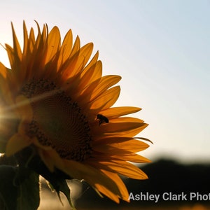 Sunflower 5 | Sunflower with Bee | Golden Hour | Photography DIGITAL DOWNLOAD