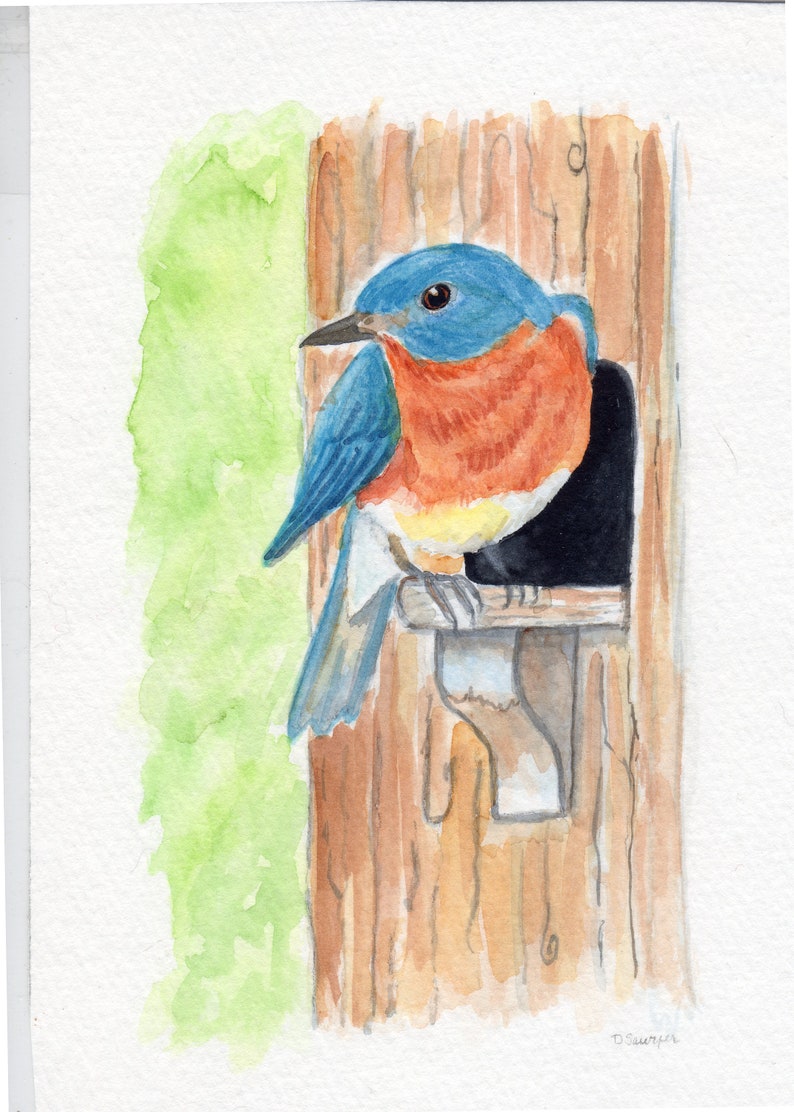 Bluebird Birds
