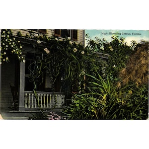Vintage Night Blooming Cereus Florida Postkarten Nicht abgestempelt 1956