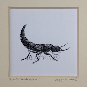 May include: Black and white ink drawing of a "Devil's Coach Horse" insect, a type of beetle, on a white background. The drawing is signed "Megan Wool" in the bottom right corner.