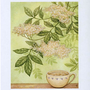 May include: A watercolor painting of a cup of tea with a sprig of elderflower blossoms. The cup is white with a purple floral design and is filled with a light brown liquid. The elderflower blossoms are white and have a delicate, feathery appearance.