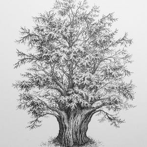 Ilustración original "El árbol del tejo"