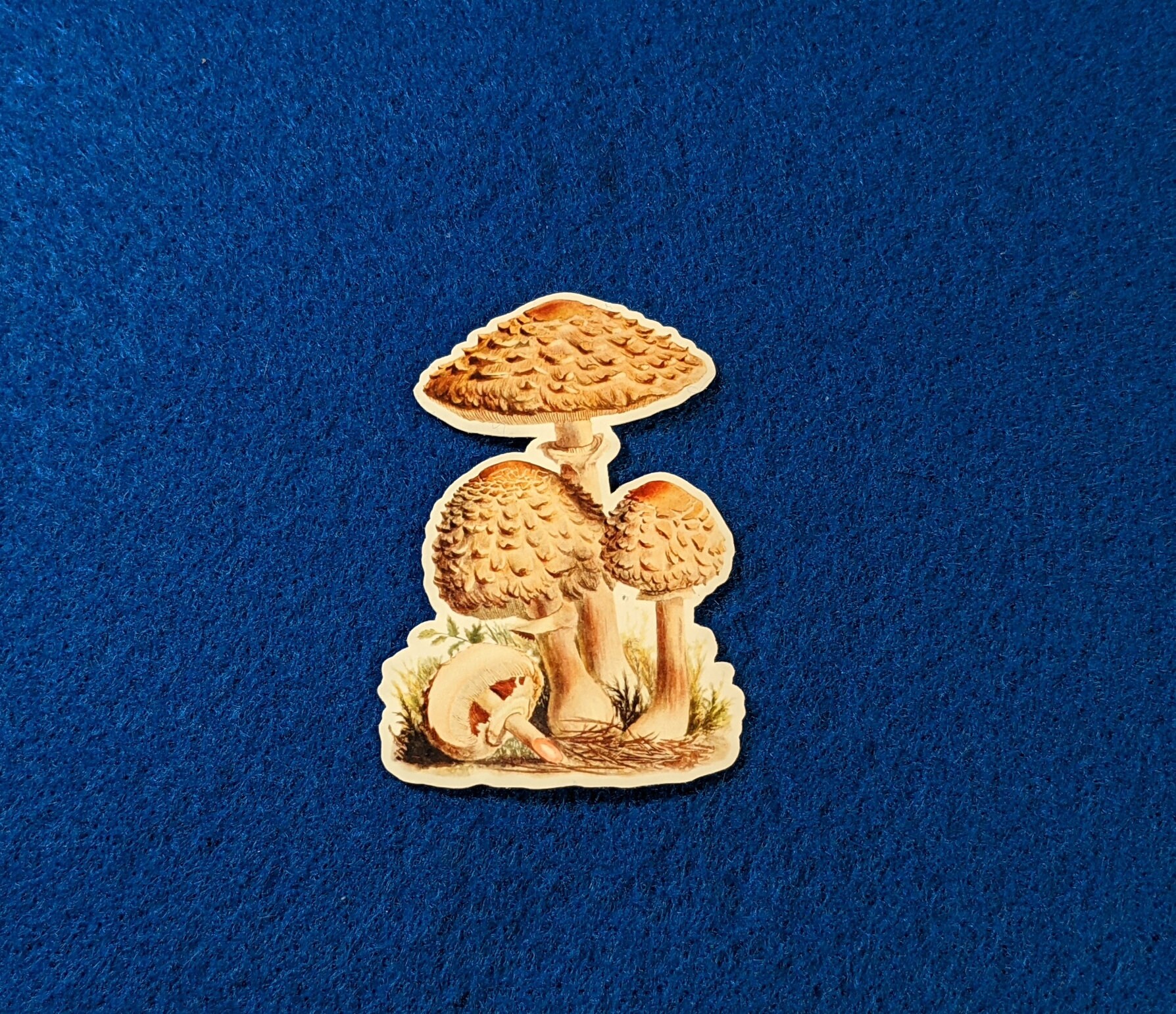 Mushroom Stickers Pack 8 Vintage Style Mushroom Stickers Etsy