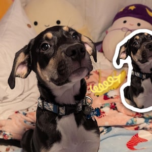 Pegatinas personalizadas para mascotas / Calcomanías de vinilo troqueladas personalizadas / Calcomanías impermeables para perros y gatos / Perfectas para botellas de agua, computadoras portátiles y regalos
