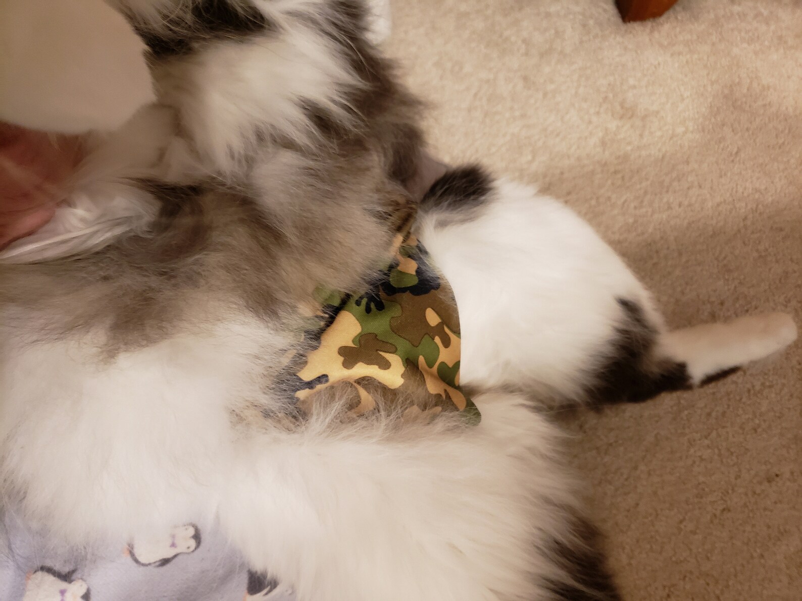 Belly Band for Cats Special Needs Manx Syndrome Incontinence Etsy