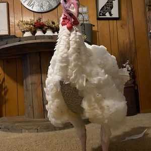 Turkey diaper goose diaper for animal Care Rehabilitation Adjustable quick release buckle style w/ waterproof pouch Barnyard pets USA Made