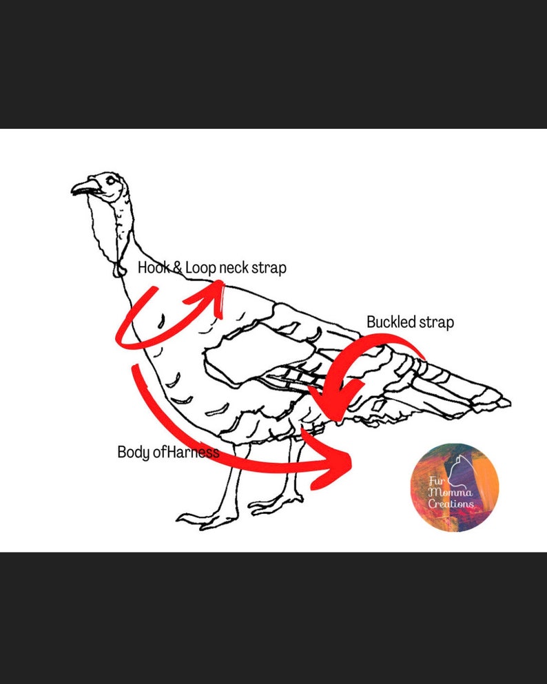 Pu&ograve; includere: Un disegno al tratto in bianco e nero di un tacchino che indossa un'imbracatura. Le frecce rosse indicano il posizionamento di un cinturino da collo a strappo, un cinturino con fibbia e il corpo dell'imbracatura. Incluso un logo circolare con il testo Fur Momma Creations.