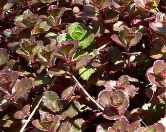 Dragons Blood Seeds Etsy